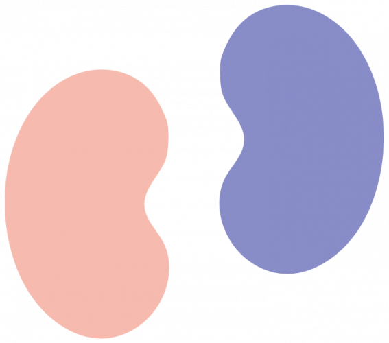 About the Internation Society of Nephrology About the Internation Society of Nephrology